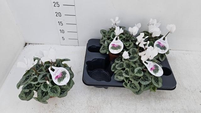 Cycl Md Sup Rembrand White