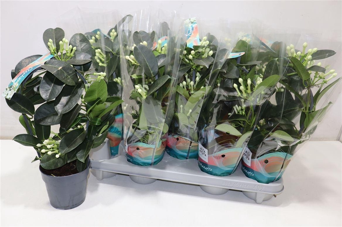 <h4>Steph Fl Ov</h4>