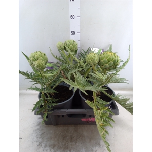 Cynara scolymus