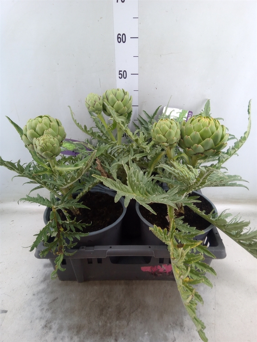 <h4>Cynara scolymus</h4>