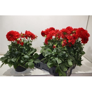 Dahl D Max Topia Red