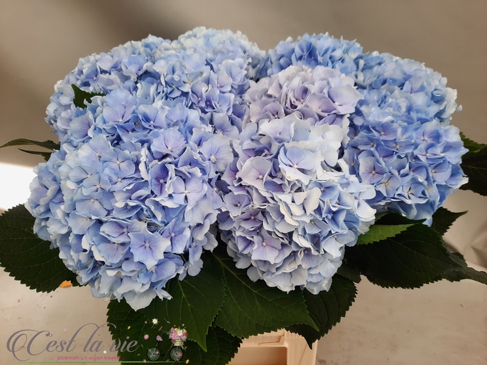 <h4>HYDR M CH VERENA BL</h4>