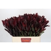 Leucadendron Saf Sunset Dark R.