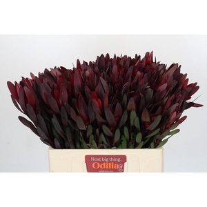Leucadendron Saf Sunset Dark Red