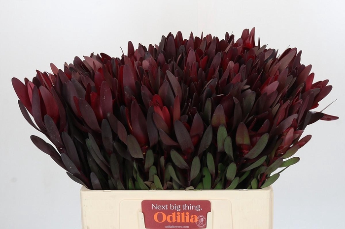 <h4>Leucadendron Saf Sunset Dark R.</h4>