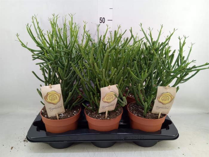 <h4>Euphorbia tirucalli</h4>