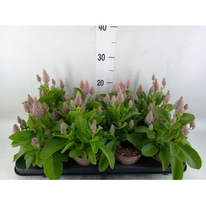 Ptilotus exaltatus 'Joey'