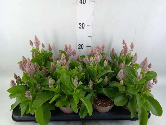 <h4>Ptilotus exaltatus 'Joey'</h4>