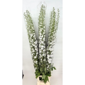 Delphinium Elatum White