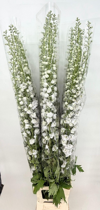 <h4>Delphinium Elatum White</h4>