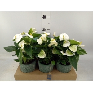 Anthurium   ...mix
