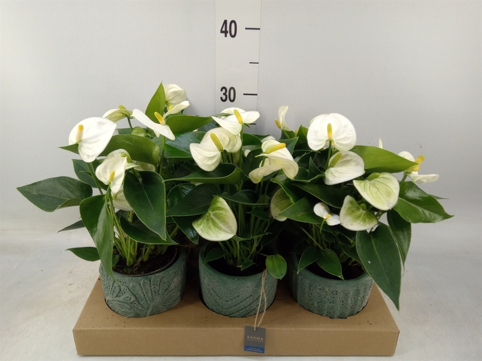 <h4>Anthurium   ...mix</h4>