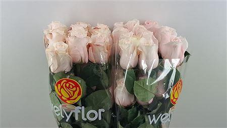 <h4>R GR POMEROSA</h4>