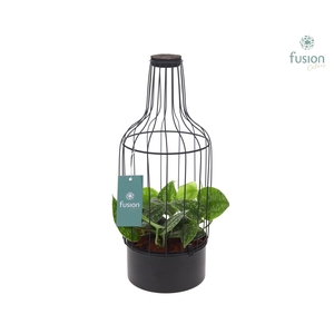 Metaal fles zwart Medium met kurk en Scindapsus