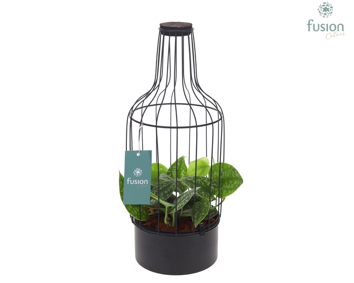 <h4>Flesmetaal zwart Medium met kurk en Scindapsus</h4>