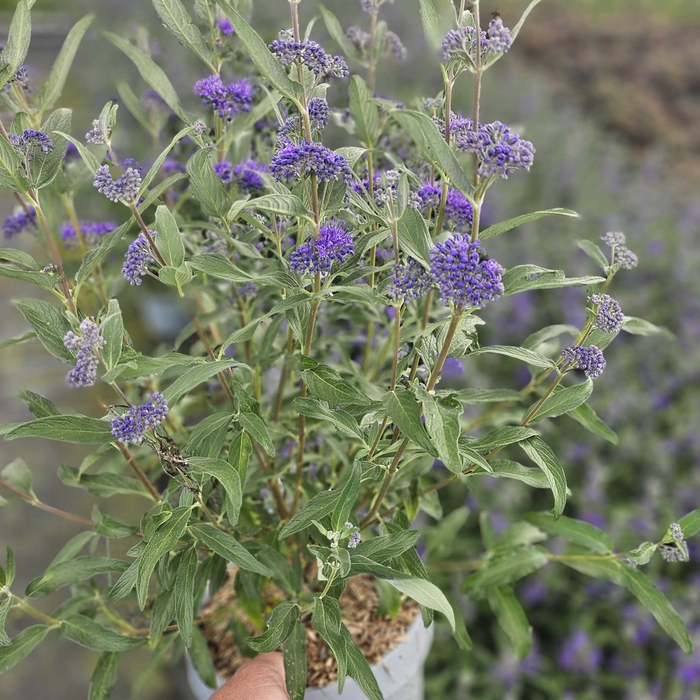 <h4>Caryopteris x clandonensis</h4>