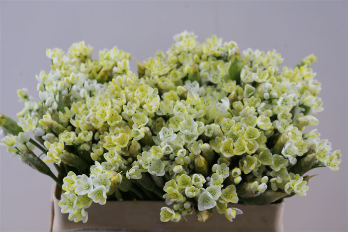 Allium Kbh Butter Geel