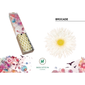 Ge Mi Spider Brocade Box Holstein