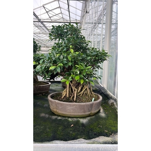 Ficus retusa, pot 49cm. Height 80cm.( single item)