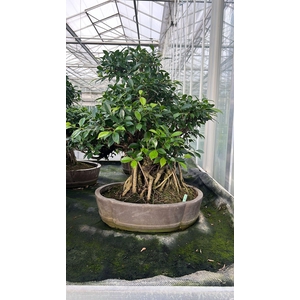 Ficus retusa, pot 49cm. Height 80cm.( single item)