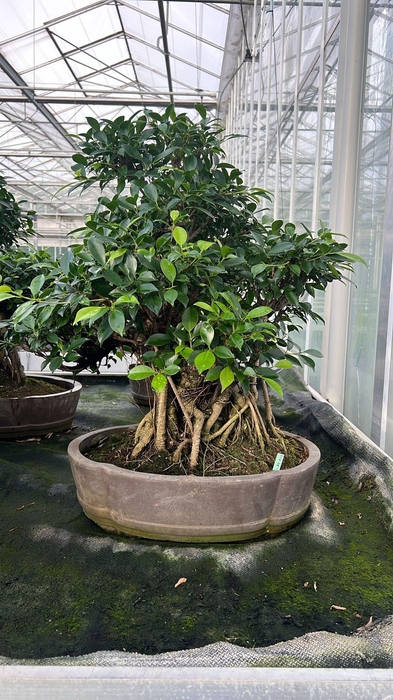 <h4>Ficus retusa, pot 49cm. Height 80cm.( single item)</h4>