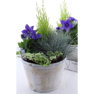 ARR TUINPLANTEN