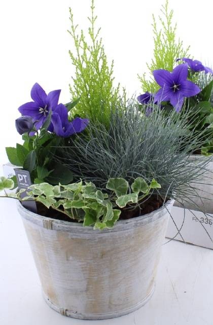 <h4>ARR TUINPLANTEN</h4>