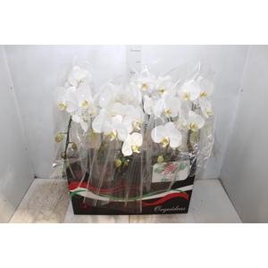 PHALAENOPSIS CASCATA P12 BRANCO