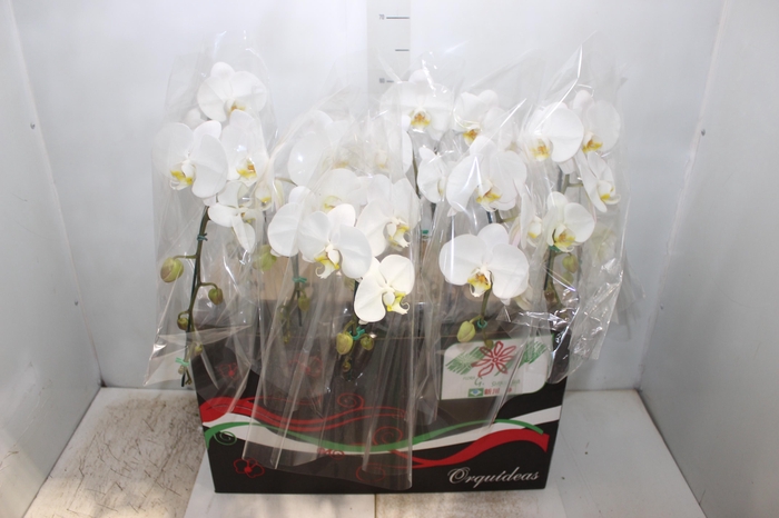 <h4>PHALAENOPSIS CASCATA P12 BRANCO</h4>