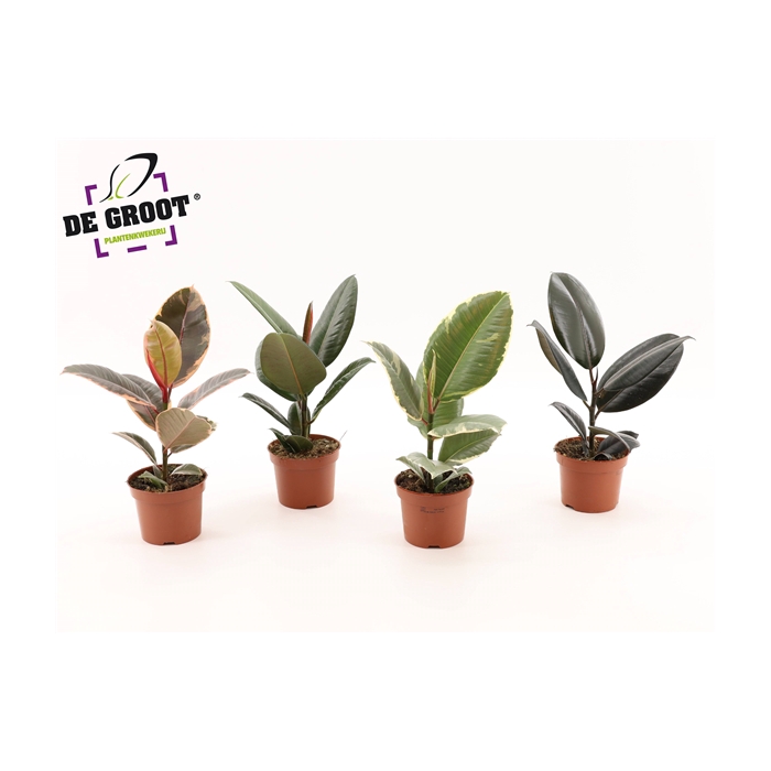 <h4>Ficus elastica gemengd</h4>