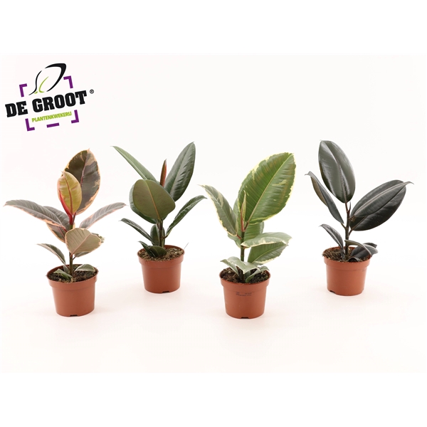 <h4>Ficus elastica gemengd</h4>