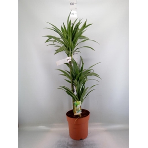 Dracaena fr de 'Warneckei'