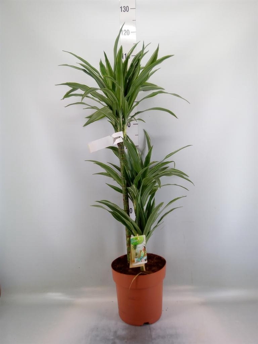 <h4>Dracaena fr de 'Warneckei'</h4>