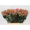 Hypericum Sweet Romance