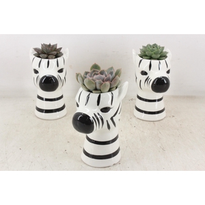 arr2 PL - Ker. zebra mix Eche.