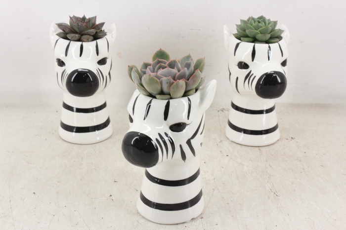 <h4>arr2 PL - Ker. zebra mix Eche.</h4>