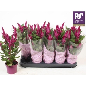 CEL DEEP PURPLE