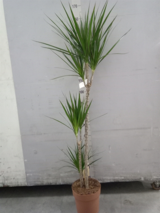 <h4>Dracaena marg.</h4>