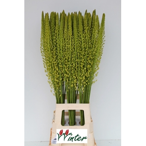 EREMURUS SH YELL SUN