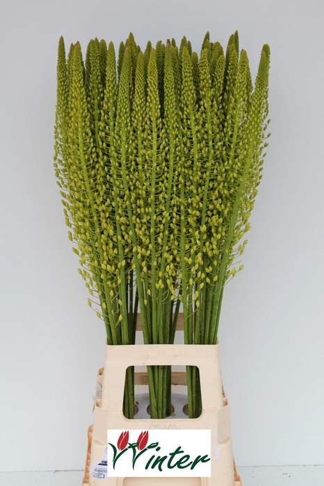 <h4>EREMURUS SH YELL SUN</h4>