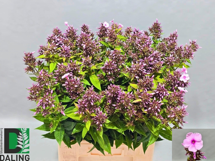 <h4>PHLOX P BRI EYES</h4>