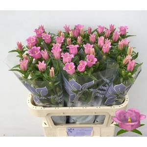 CAMP M CHAMPION ROSE