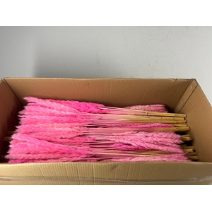 DF Pampas Silvy Bs/10 L.Pink