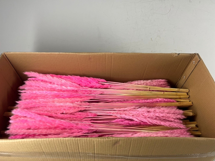 <h4>DF Pampas Silvy Bs/10 l. Pink</h4>
