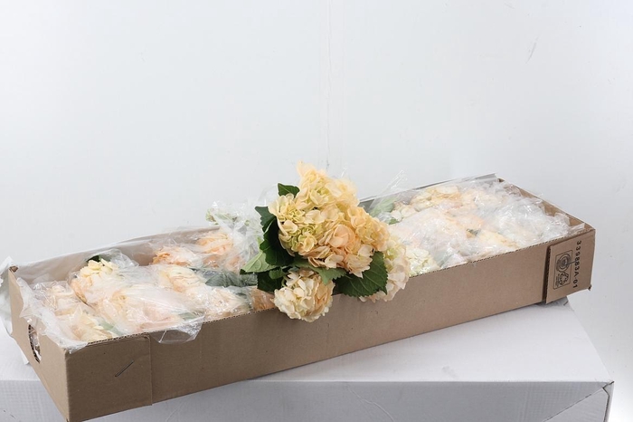 <h4>Hydr Vanilla Box</h4>