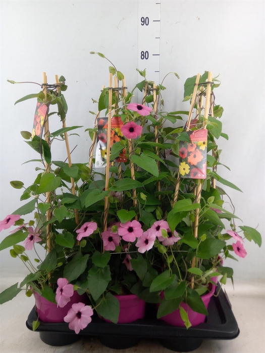 <h4>Thunbergia alata 'Rose Sensation'</h4>