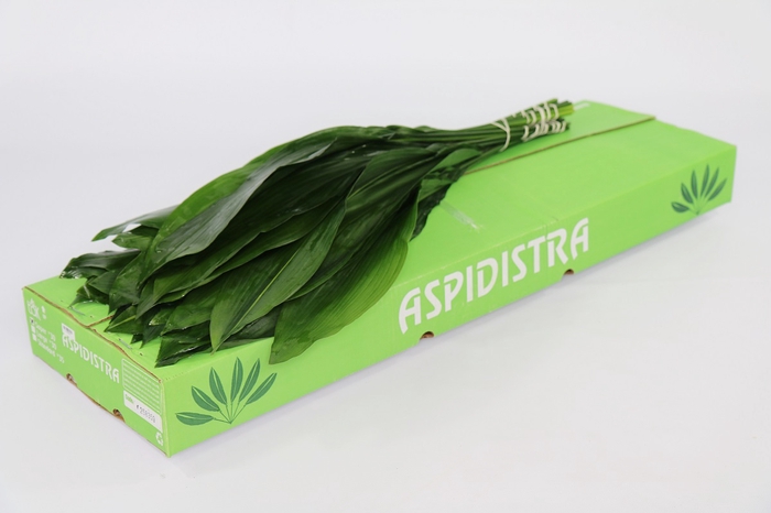 <h4>Aspidistra</h4>