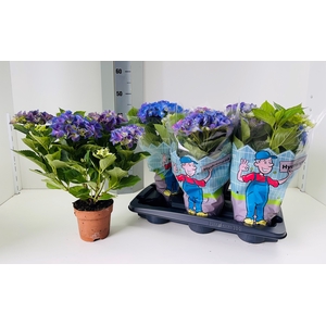 HYDR M EARLY BLUE