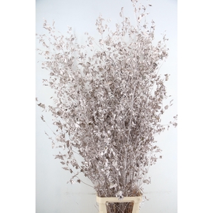 Betula met Blad Champagne