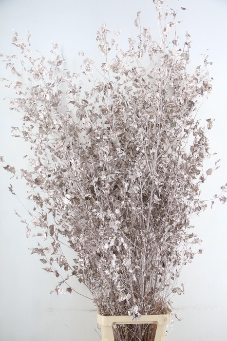 <h4>Betula met Blad Champagne</h4>